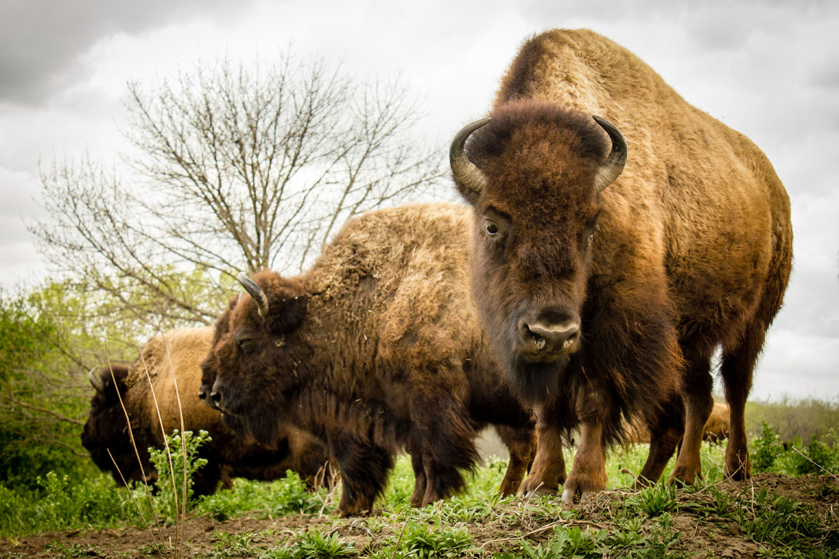 American Bison at the Lee G. Simmons Conservation Park & Wildlife Safari, Ashland, Nebraska, 2016. Copyright Angela Aliff. Creative Commons Attribution-NonCommercial 3.0 Unported (https://creativecommons.org/licenses/by-nc/3.0/).
