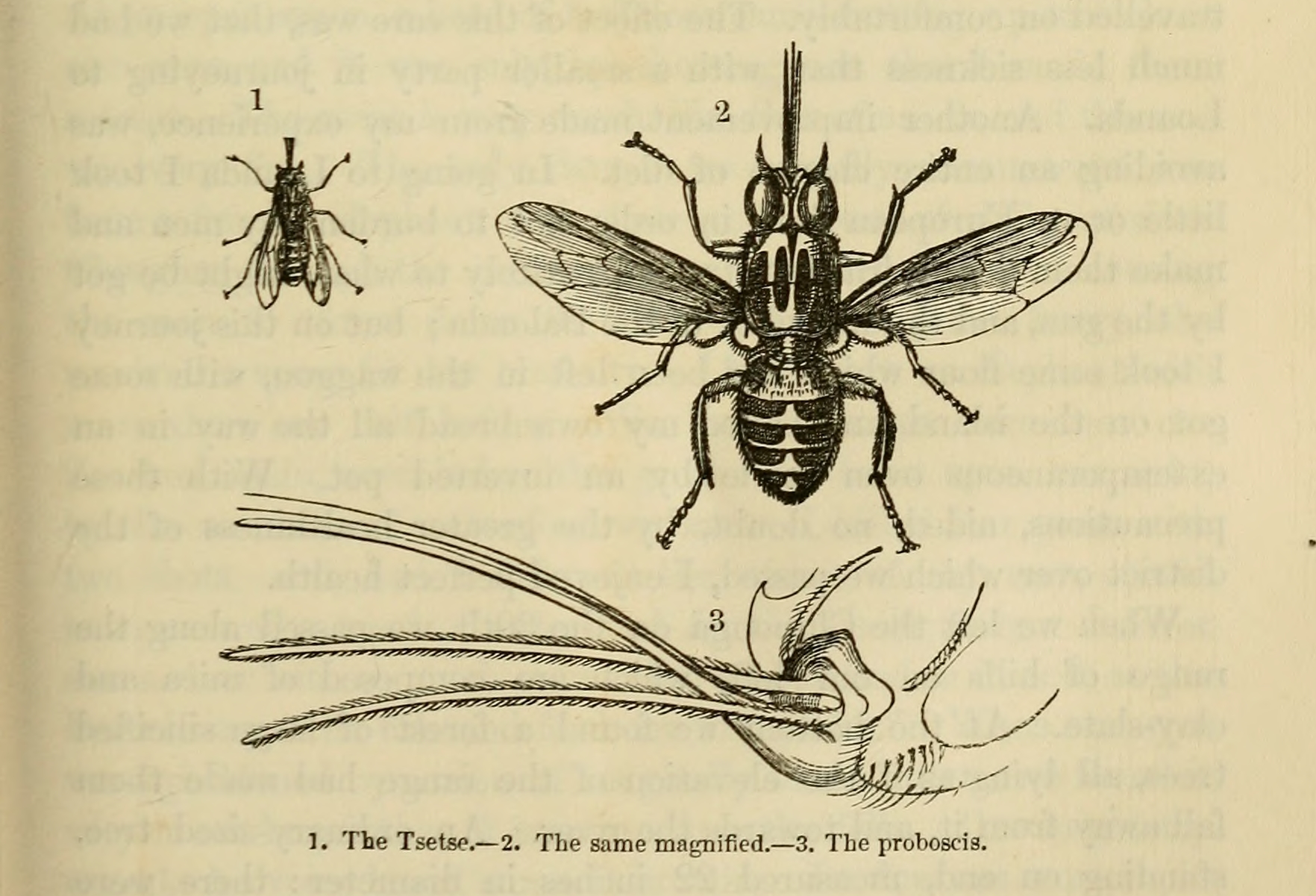 Which Italian Insects Most Often Fall In Love Worksheet Answers Ivuyteq