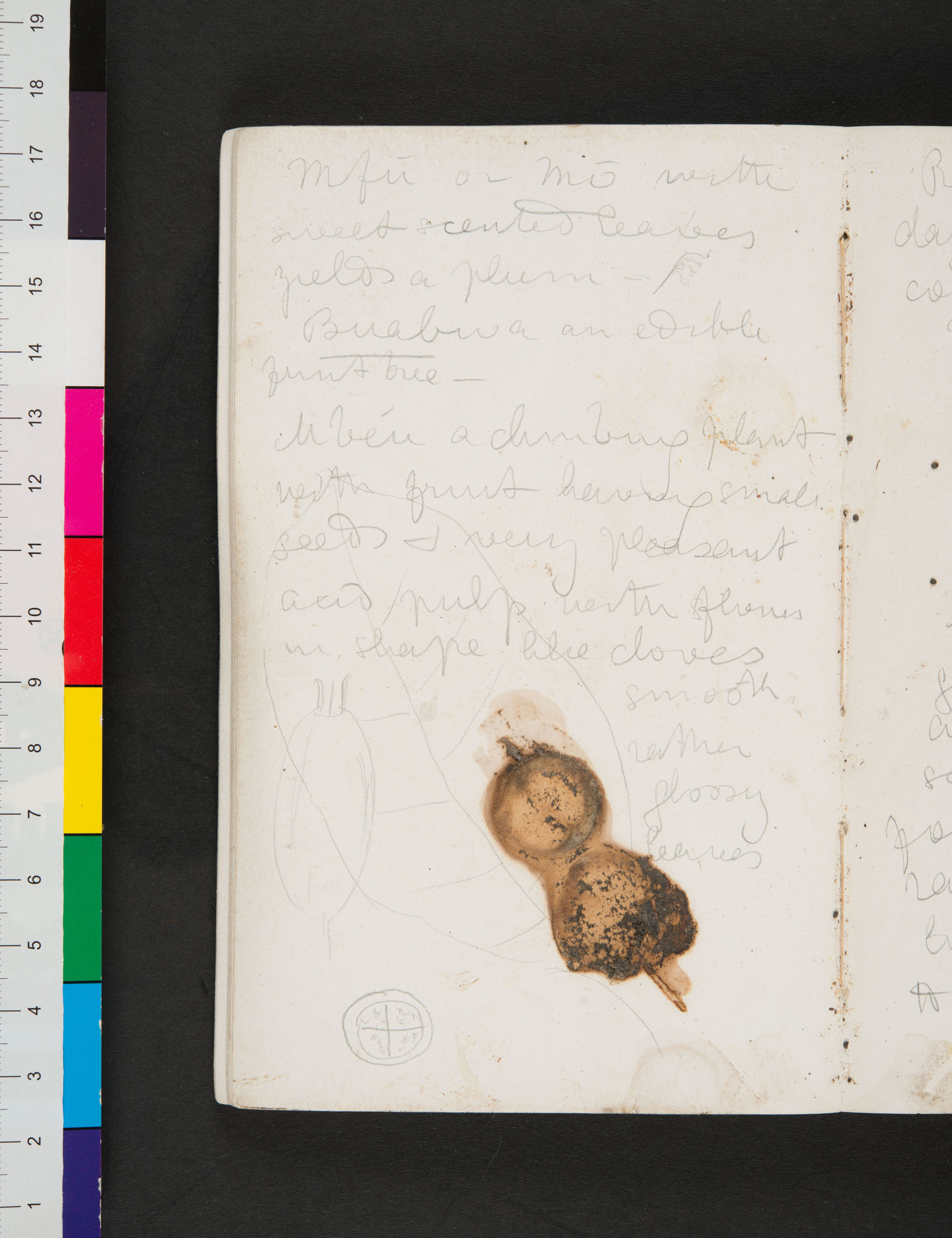 Image of a page of David Livingstone, Field Diary VI (1866e:[36]). Copyright David Livingstone Centre, University of Glasgow Photographic Unit, and Dr. Neil Imray Livingstone Wilson (as relevant). Creative Commons Attribution-NonCommercial 3.0 Unported (https://creativecommons.org/licenses/by-nc/3.0/).