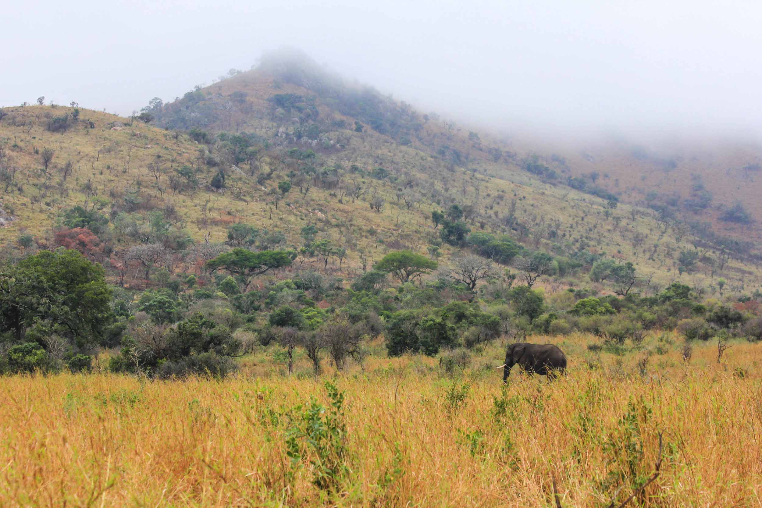 Elephant in the Morning Haze in Hluhluwe-iMfolozi Park, KwaZulu-Natal, South Africa. Copyright Angela Aliff. Creative Commons Attribution-NonCommercial 3.0 Unported (https://creativecommons.org/licenses/by-nc/3.0/).