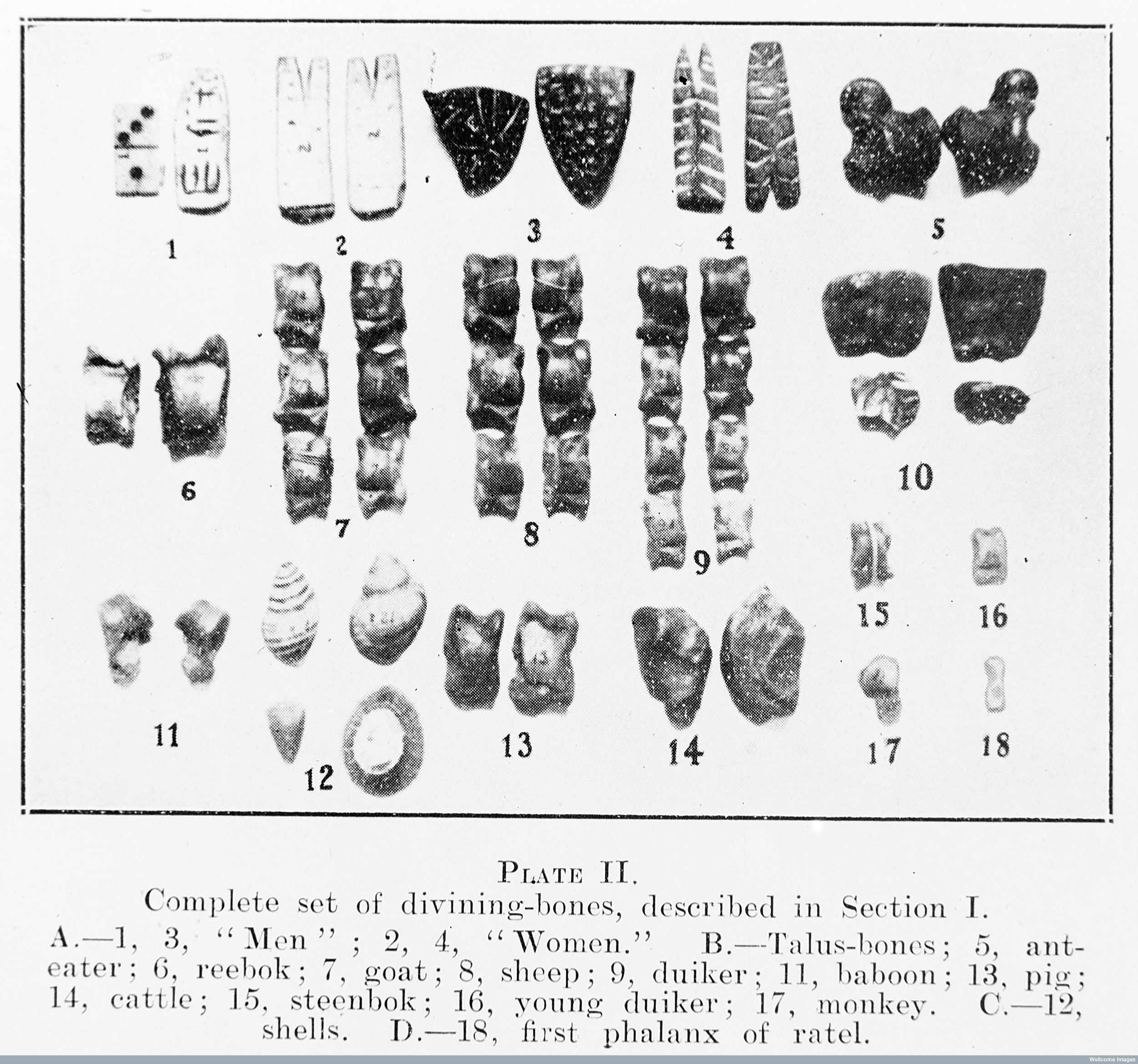 Illustrazione di un set completo di ossa da rabdomante da Bantu Studies, di K.M. Watt e N.J.V. Warmelo. Copyright Wellcome Library, Londra. Creative Commons Attribution 4.0 International ().