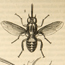 'The Tsetse' (Livingstone 1857:frontispiece). Copyright Royal Geographical Society (with IBG). Used by permission for academic purposes only.