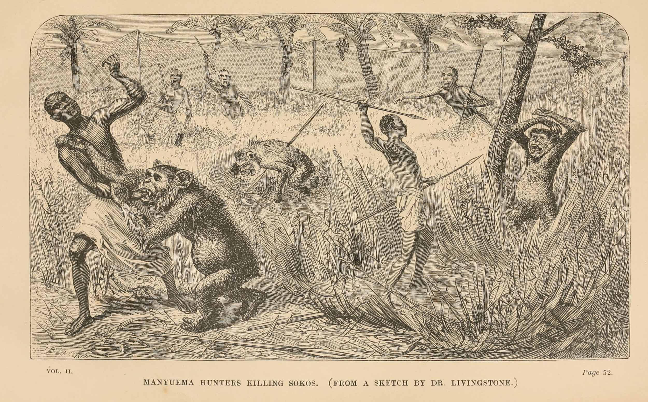 'Manyuema Hunters Killing Sokos. (From a Sketch by Livingstone.)' Illustration from the Last Journals (Livingstone 1874,2:opposite 52). Courtesy of the Internet Archive (https://archive.org/details/lastjournalsofda02hora).