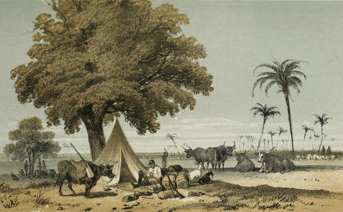 Camp in Ovampo Land. Illustration from Francis Galton, The Narrative of an Explorer in Tropical South Africa (London: John Murray, 1853), opposite 210. Courtesy of the Internet Archive (https://archive.org/details/narrativeofexplo53galt).