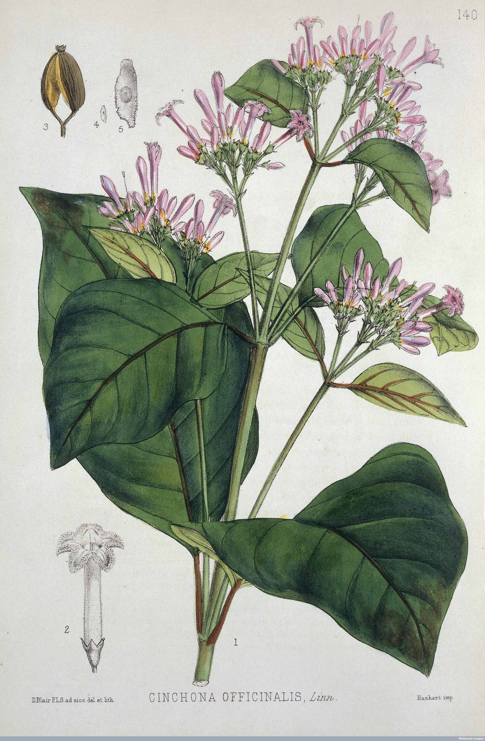 Cinchona plant from which quinine is extracted (from Robert Bentley's Medicinal Plants), 1880. Creative Commons Attribution 4.0 International (https://creativecommons.org/licenses/by/4.0/).