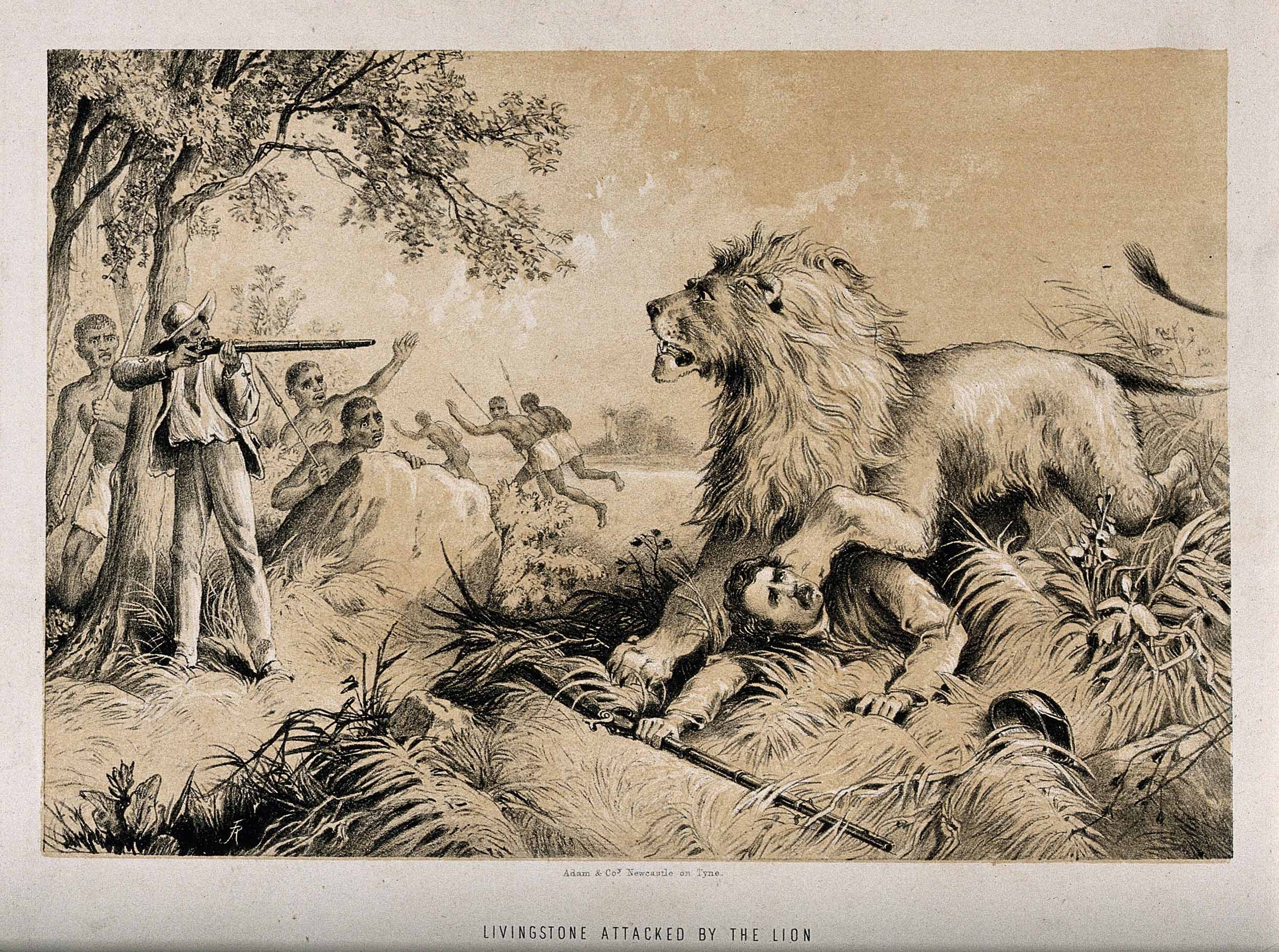 Livingstone attacked by the lion. Copyright Wellcome Library, London. Creative Commons Attribution 4.0 International (https://creativecommons.org/licenses/by/4.0/).