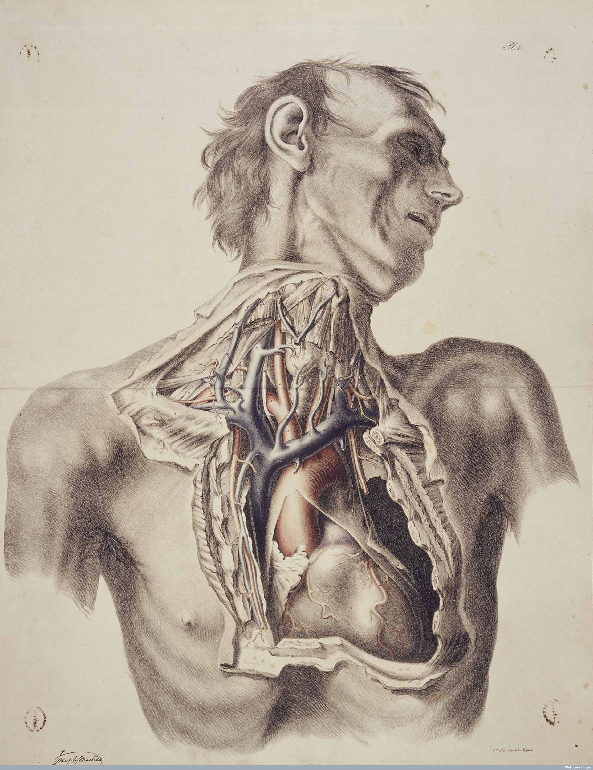 The large arteries of thorax and neck. Copyright Wellcome Library, London. Creative Commons Attribution 4.0 International (https://creativecommons.org/licenses/by/4.0/).