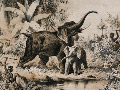 'Natives Spearing an Elephant.' Copyright Wellcome Library, London. CC BY 4.0