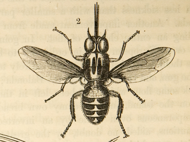 'The Tsetse' (Livingstone 1857:frontispiece). Copyright Royal Geographical Society (with IBG). Used by permission for academic purposes only.