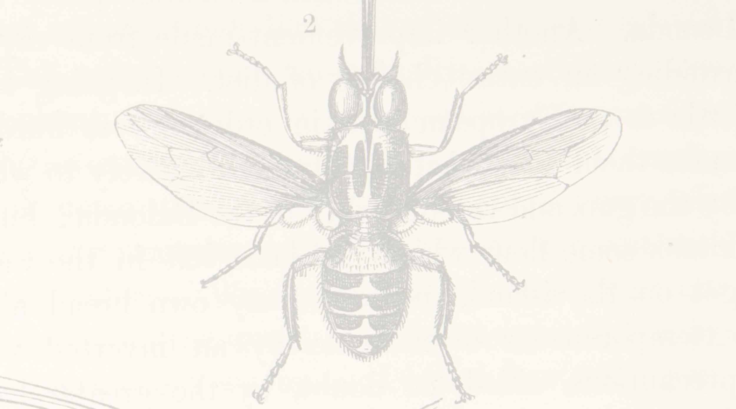 Tsetse fly, Missionary Travels, 1857. Copyright Royal Geographical Society (with IBG). Used by permission for academic purposes only. For non-academic use permission, please contact the Picture Library.